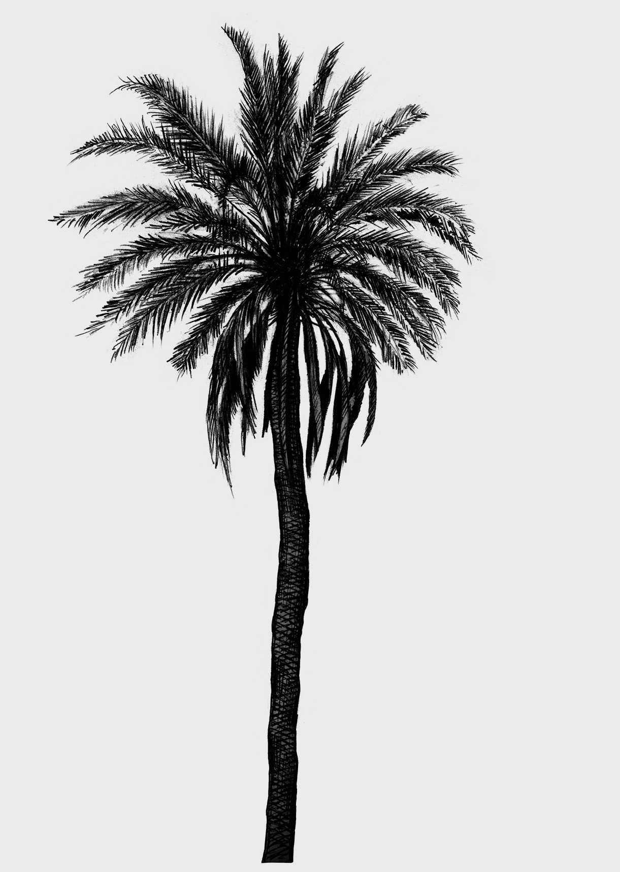 ‘Kaf El Amar’ – Film, Egypt  2011.

Palm Tree – pencil drawing processed in Photoshop.